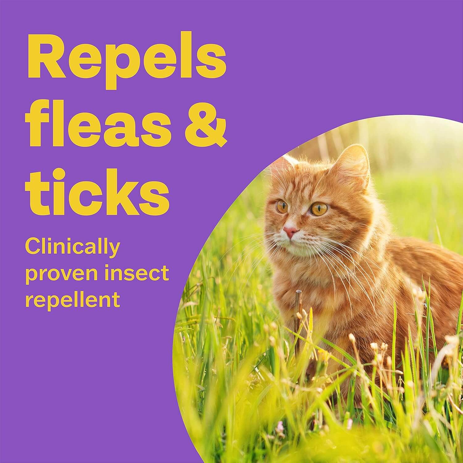 Orange cat in grass, highlighting flea and tick repellent properties of Bob Martin's insect product.