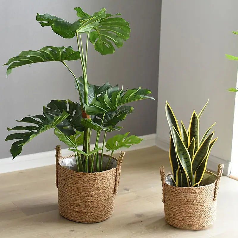 Two green plants in Nordic handmade straw woven flower pots on wooden floor.
